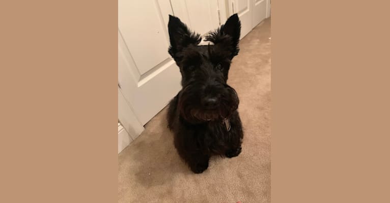 Finnigan, a Scottish Terrier tested with EmbarkVet.com