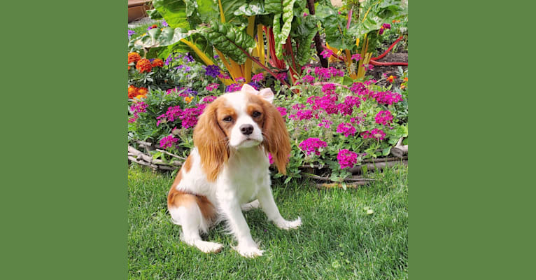 Photo of Princess Amelia the First (Millie), a Cavalier King Charles Spaniel  in Red Deer, Alberta, Canada