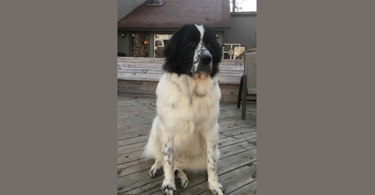 Embark Dog DNA Test Breed