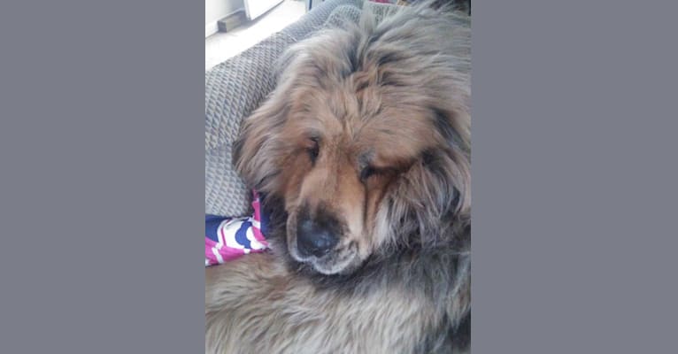 mufasa, a Tibetan Mastiff tested with EmbarkVet.com