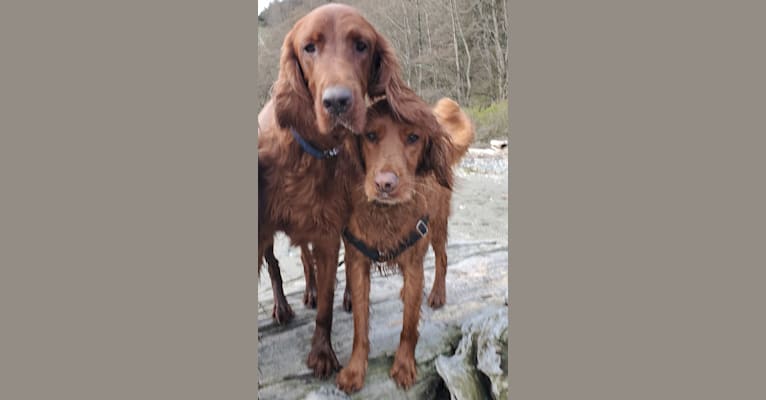 Tormund Giant's Bane, an Irish Setter tested with EmbarkVet.com