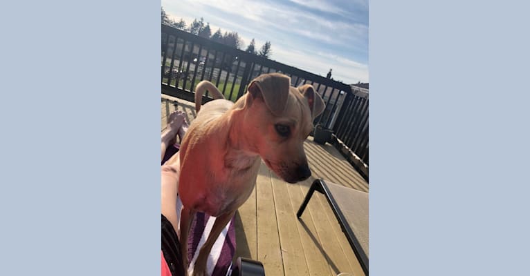 Photo of Gilmour Waters, a Chihuahua and Pomeranian mix in Vancouver, Washington, USA