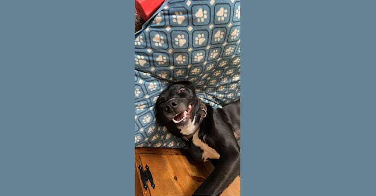 Photo of Gator, a Border Collie, Anatolian Shepherd Dog, American Pit Bull Terrier, Pointer, and German Shorthaired Pointer mix in Missouri, USA
