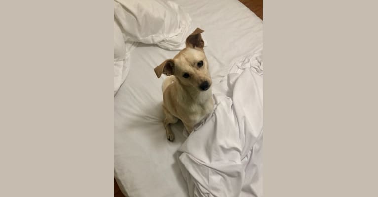 Oscar, an American Eskimo Dog and Chihuahua mix tested with EmbarkVet.com