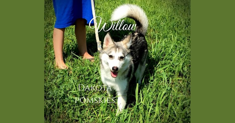 Dakota Pomskies Willow, a Siberian Husky and Pomeranian mix tested with EmbarkVet.com