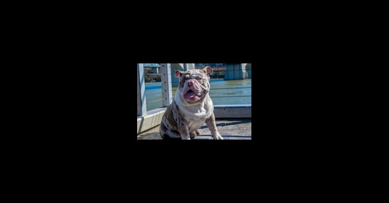 Atlas, a Bulldog tested with EmbarkVet.com