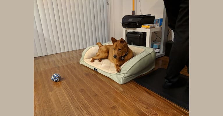 Brandy, a Chow Chow and Australian Cattle Dog mix tested with EmbarkVet.com