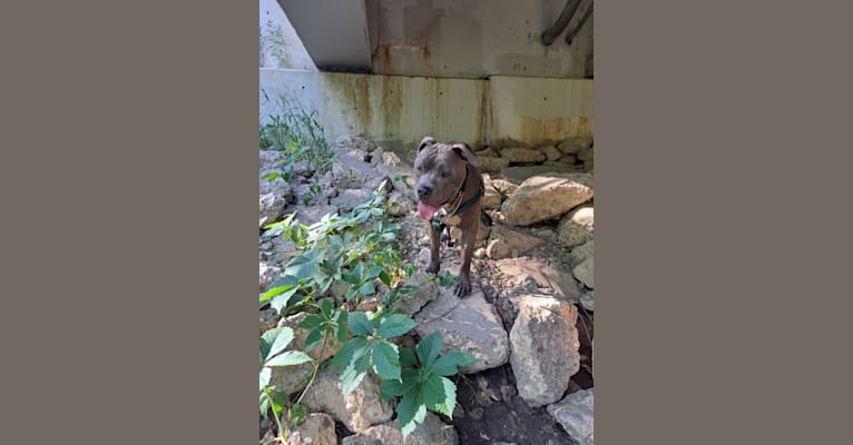 Killua, an American Bully tested with EmbarkVet.com