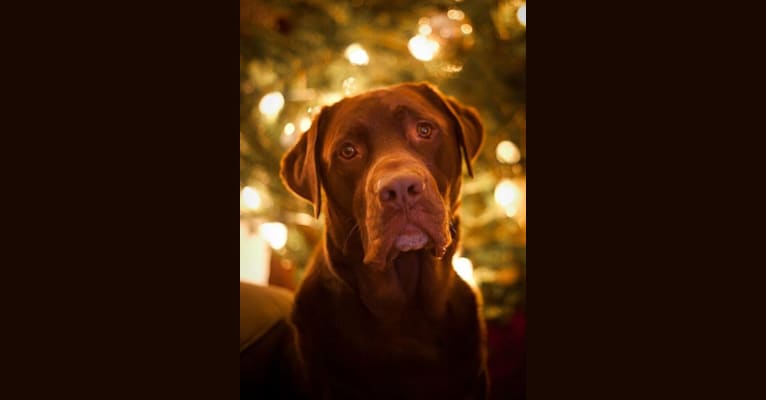 Tyson, a Labrador Retriever tested with EmbarkVet.com