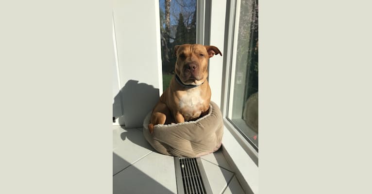 Oscar, an American Pit Bull Terrier and German Shepherd Dog mix tested with EmbarkVet.com