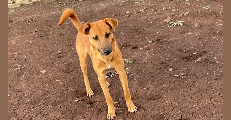 Photo of Rex, a Central and East African Village Dog  in Kenya