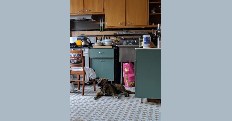 Hera, an American Bulldog and Labrador Retriever mix tested with EmbarkVet.com