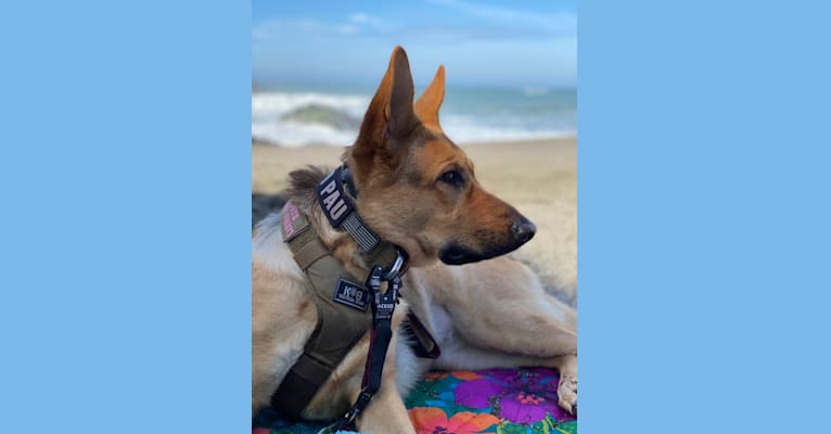 Maui, a German Shepherd Dog tested with EmbarkVet.com