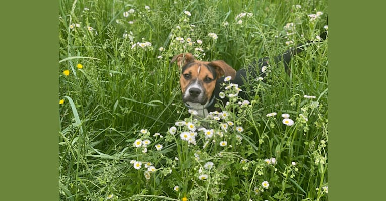Duke, an American Pit Bull Terrier and Australian Cattle Dog mix tested with EmbarkVet.com