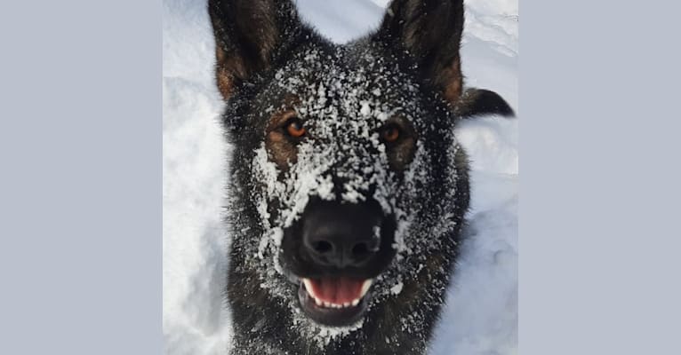 Photo of SARAH'S KINDNESS AND TENACITY, a German Shepherd Dog  in Yaak, MT, USA