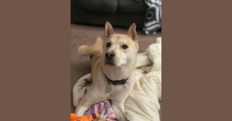 Sophie, a Chinese Shar-Pei and Siberian Husky mix tested with EmbarkVet.com