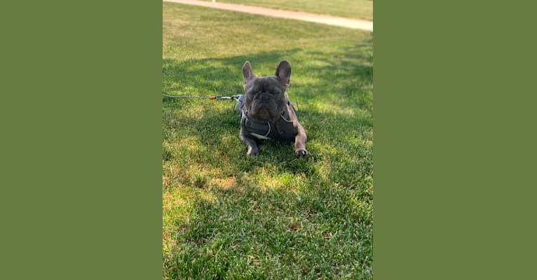 Nardo, a French Bulldog tested with EmbarkVet.com