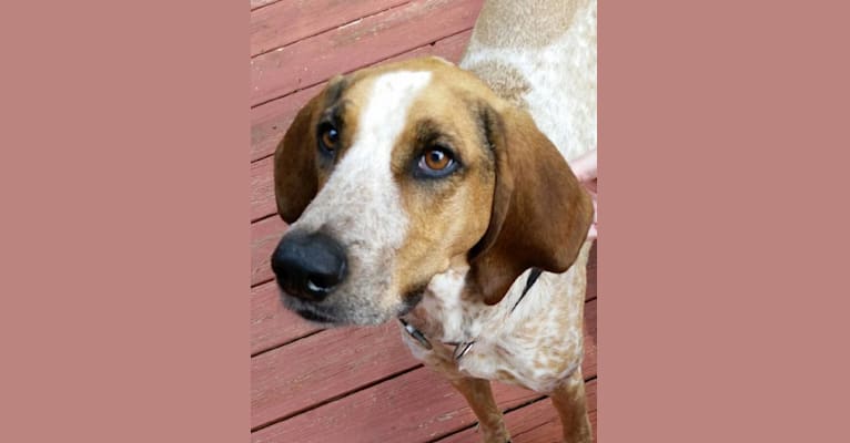 Dotty, a Beagle and Catahoula Leopard Dog mix tested with EmbarkVet.com