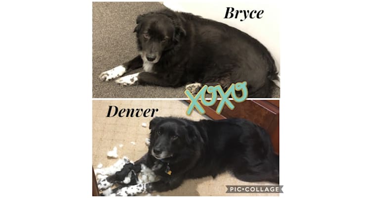 Photo of Denver, a Border Collie, Labrador Retriever, Chow Chow, and Rottweiler mix in Circleville, Ohio, USA
