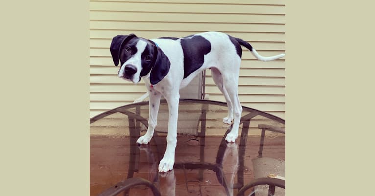 Rocco, a Treeing Walker Coonhound and American Pit Bull Terrier mix tested with EmbarkVet.com