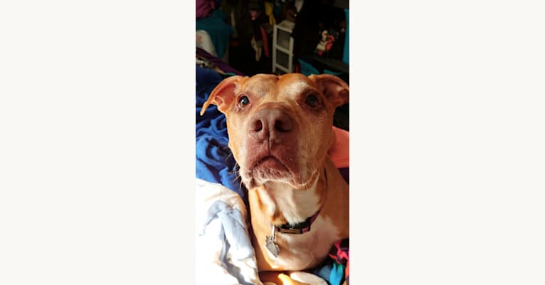 Shamus, an American Pit Bull Terrier tested with EmbarkVet.com