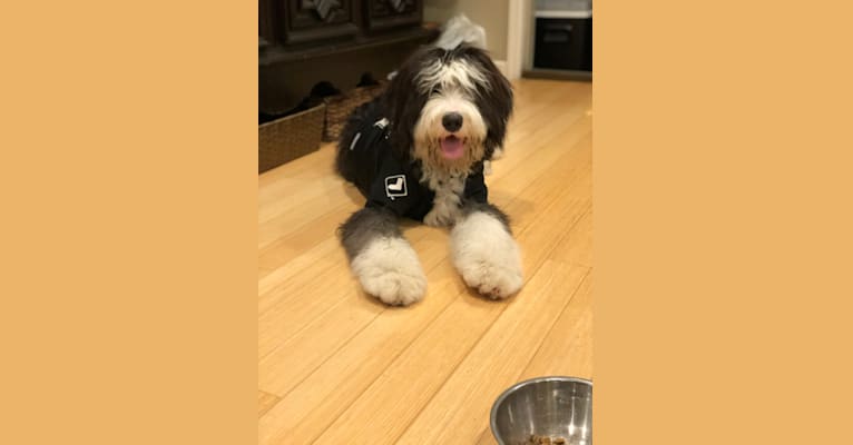 Old english sheepdog mixed with bernese mountain hotsell dog
