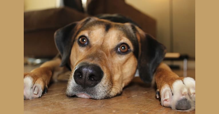 Lea, a Labrador Retriever and Treeing Walker Coonhound mix tested with EmbarkVet.com