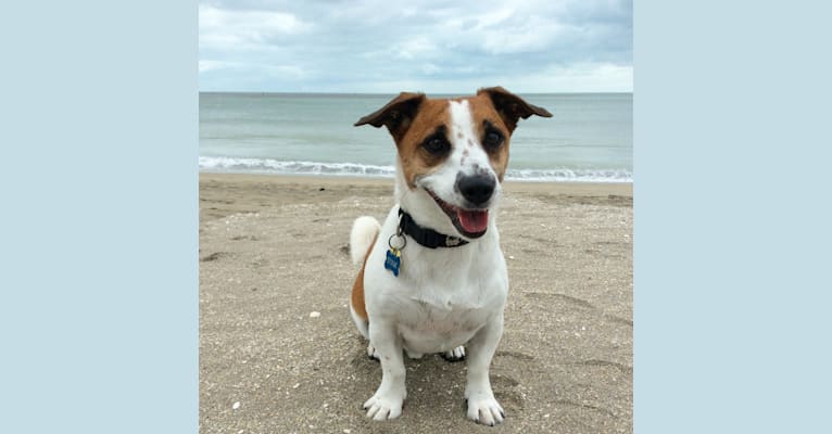 Stink, a Russell-type Terrier and Yorkshire Terrier mix tested with EmbarkVet.com