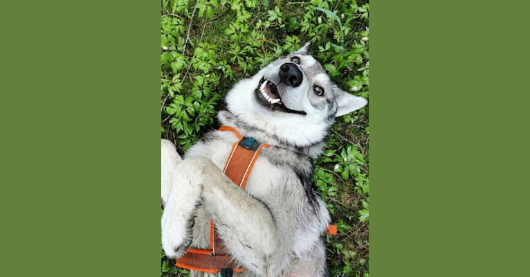 Tristan (Rolo), a Saarloos Wolfdog tested with EmbarkVet.com