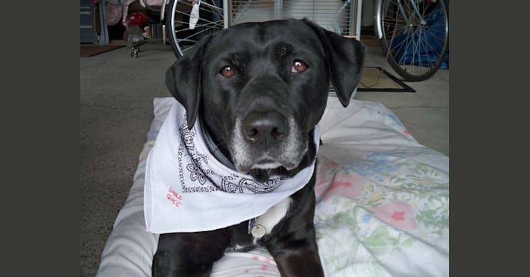 Sable Grace, a Labrador Retriever and Doberman Pinscher mix tested with EmbarkVet.com