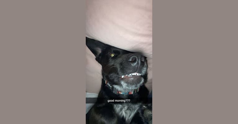 Photo of Kylo, a Rottweiler, Cocker Spaniel, German Shepherd Dog, and Mixed mix in Oxford, Mississippi, USA