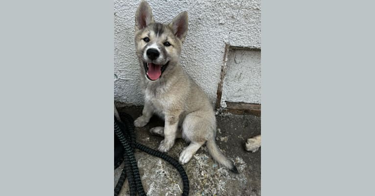 Zima, a Siberian Husky and German Shepherd Dog mix tested with EmbarkVet.com