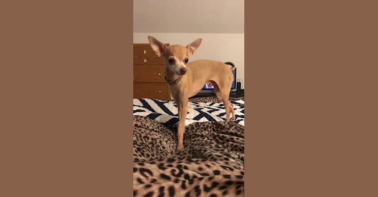 Toco Pants, a Chihuahua tested with EmbarkVet.com