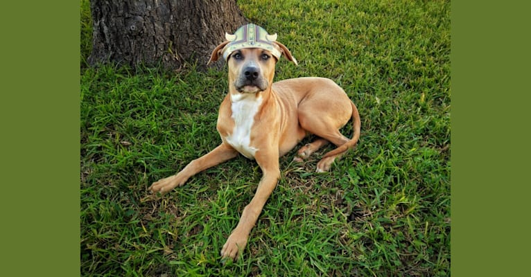 Lucian, an American Pit Bull Terrier and Rat Terrier mix tested with EmbarkVet.com