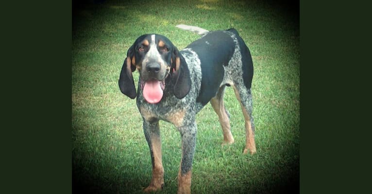 FatBoy Louie, a Bluetick Coonhound tested with EmbarkVet.com