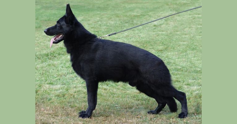 USO, a German Shepherd Dog tested with EmbarkVet.com