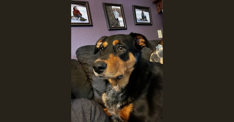 Ripley, an Australian Cattle Dog and Labrador Retriever mix tested with EmbarkVet.com