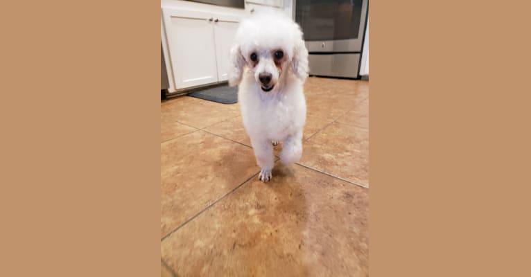 Photo of shamrock's penny, a Poodle (Small)  in 1517 Hidden Valley Rd, Elgin, SC, USA