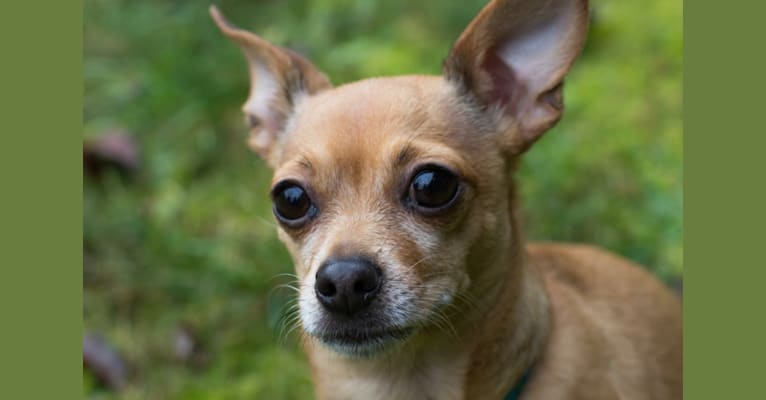 Poco, a Chihuahua and Miniature Schnauzer mix tested with EmbarkVet.com