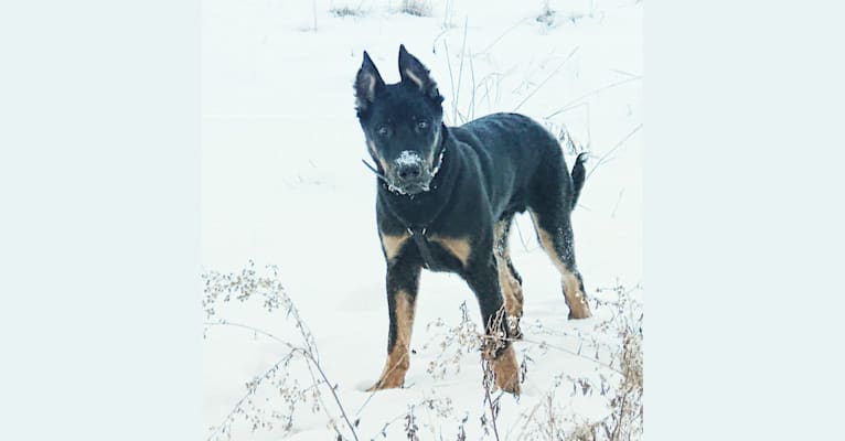 Ragar, a Beauceron tested with EmbarkVet.com