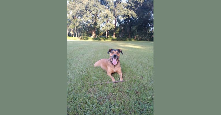 Photo of Franco, an American Pit Bull Terrier and Rottweiler mix in Lakeland, Florida, USA