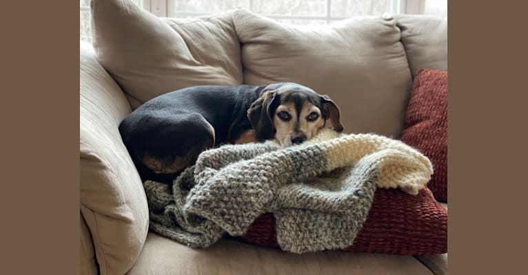 Photo of Lucy Hughes, a Beagle and Chihuahua mix in Lawrence Township, New Jersey, USA