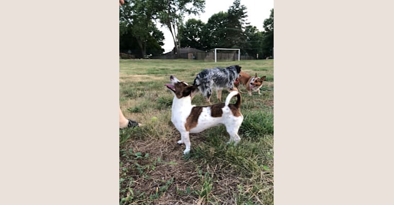 Photo of Bubbie, a Rat Terrier, Dachshund, Pomeranian, Australian Cattle Dog, and Russell-type Terrier mix in Overland Park, Kansas, USA