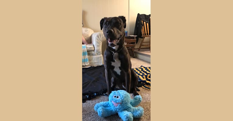 Axel, a Staffordshire Terrier and Rottweiler mix tested with EmbarkVet.com