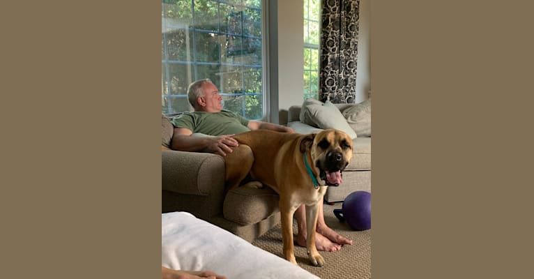 Baloo, a Cane Corso and Labrador Retriever mix tested with EmbarkVet.com