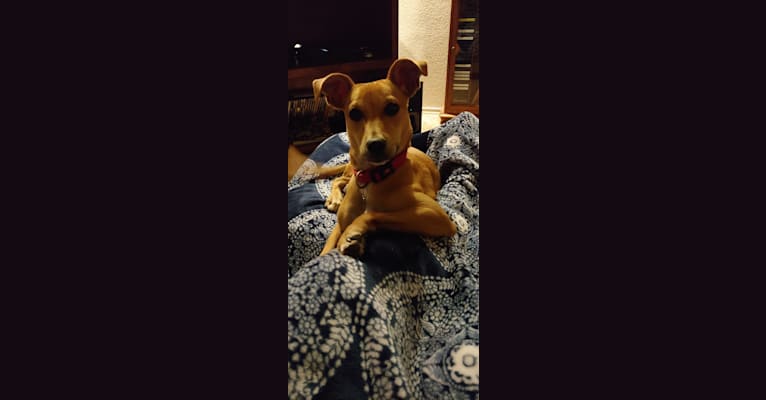 Photo of Belle, an American Pit Bull Terrier, Miniature Schnauzer, Australian Shepherd, and Mixed mix in Austin, TX, USA