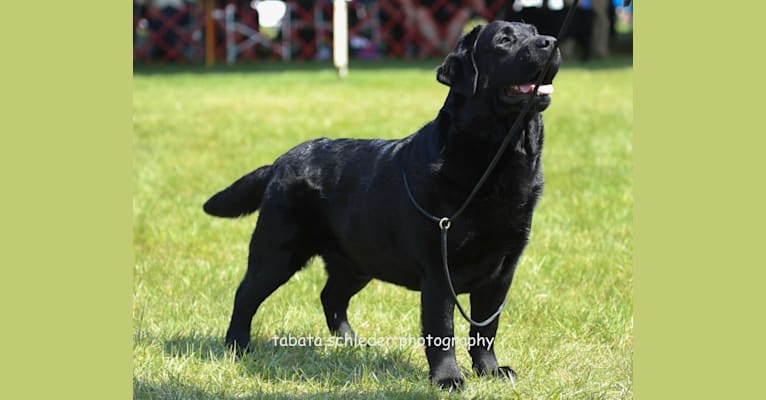 Dutch, a Labrador Retriever tested with EmbarkVet.com
