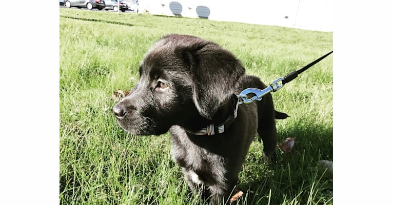 Lando, a Labrador Retriever and German Shepherd Dog mix tested with EmbarkVet.com