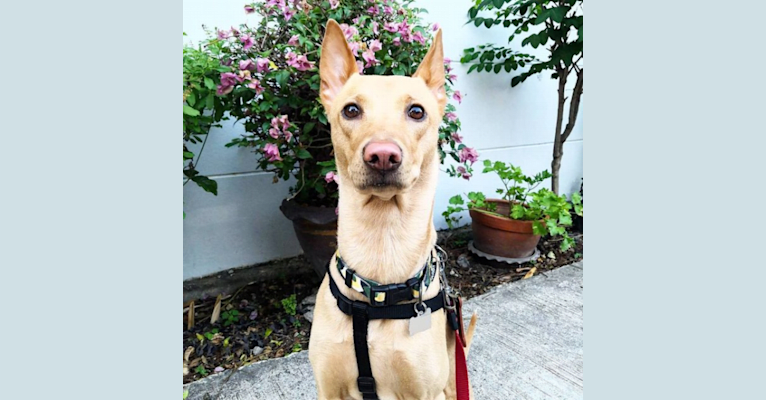 Mango, a Southeast Asian Village Dog tested with EmbarkVet.com