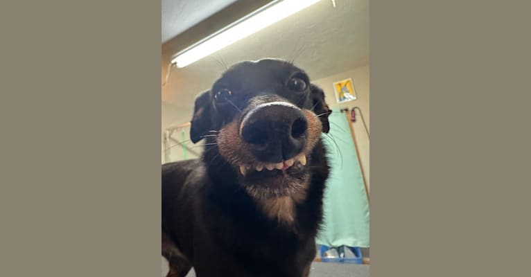 Elfie, a Shetland Sheepdog and Manchester Terrier (Toy) mix tested with EmbarkVet.com